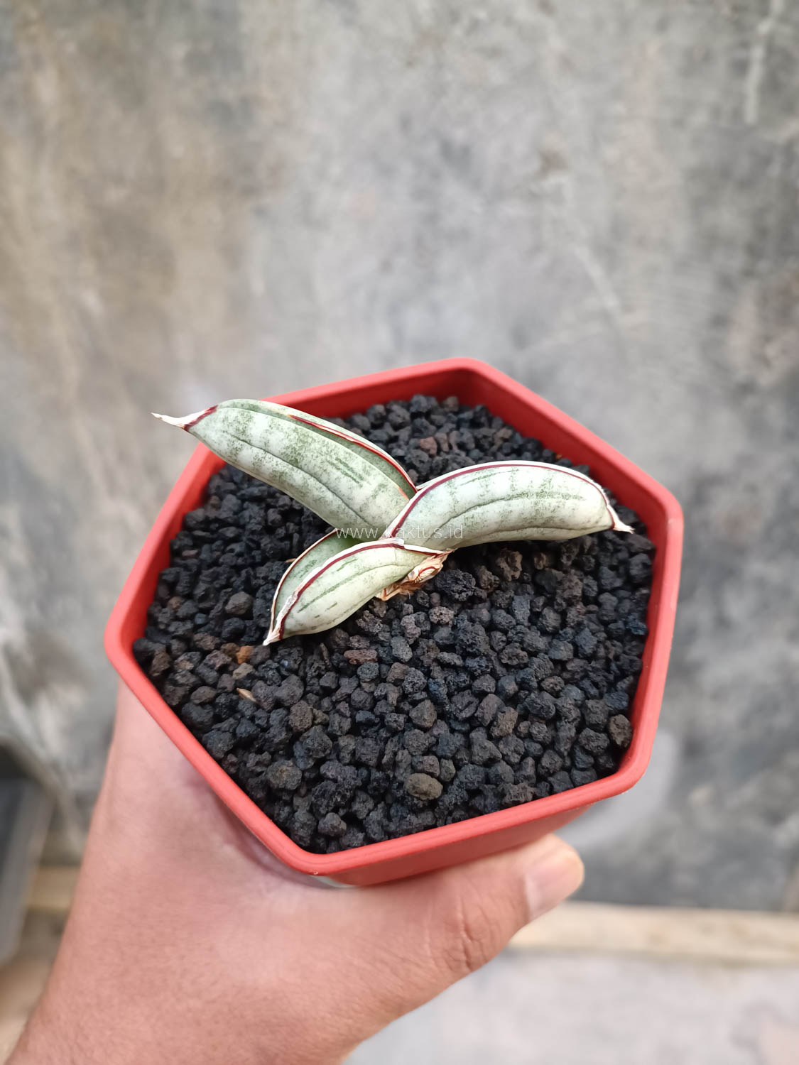 1016. Sansevieria Eilensis - Image 5