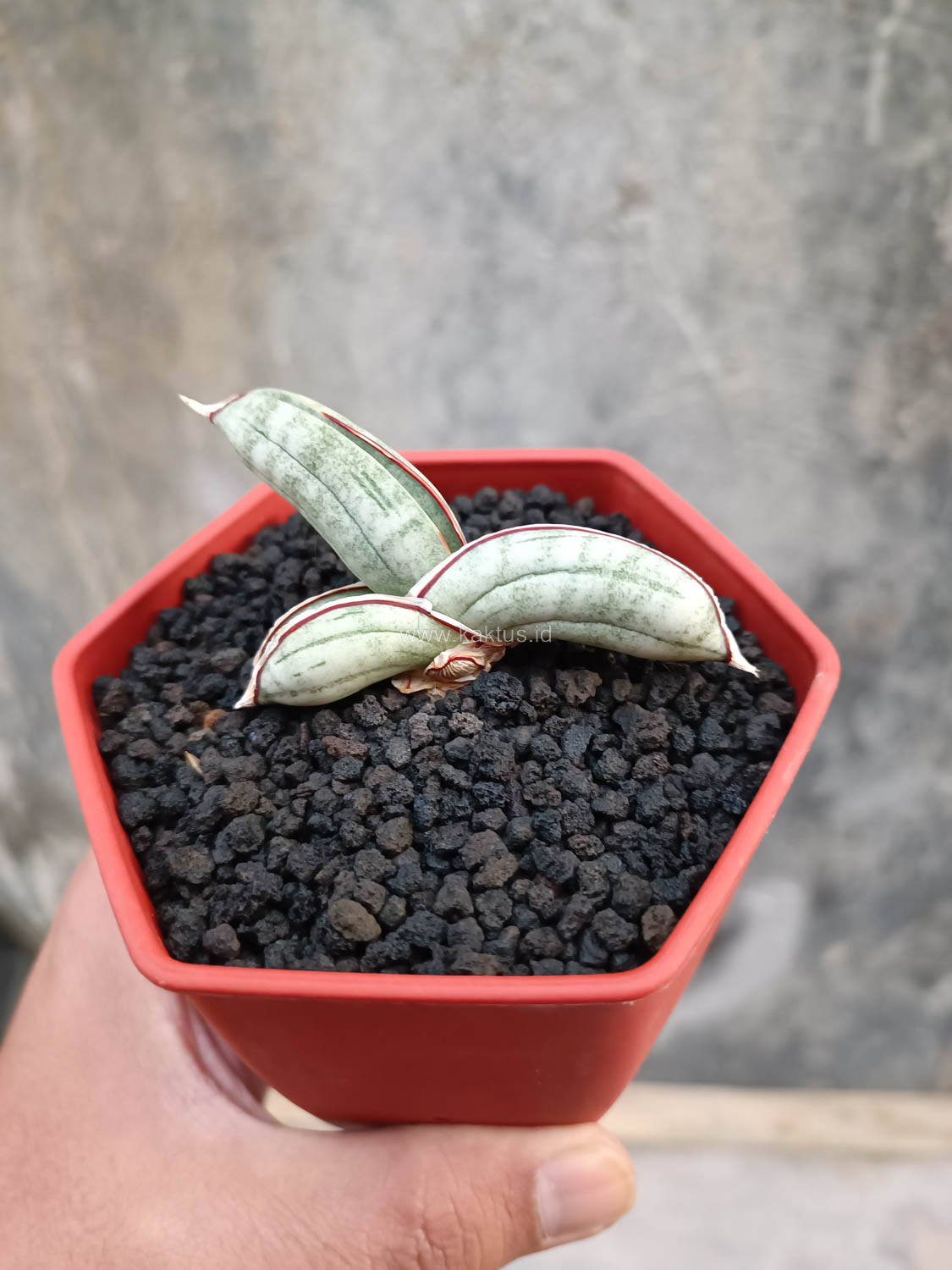 1016. Sansevieria Eilensis - Image 6