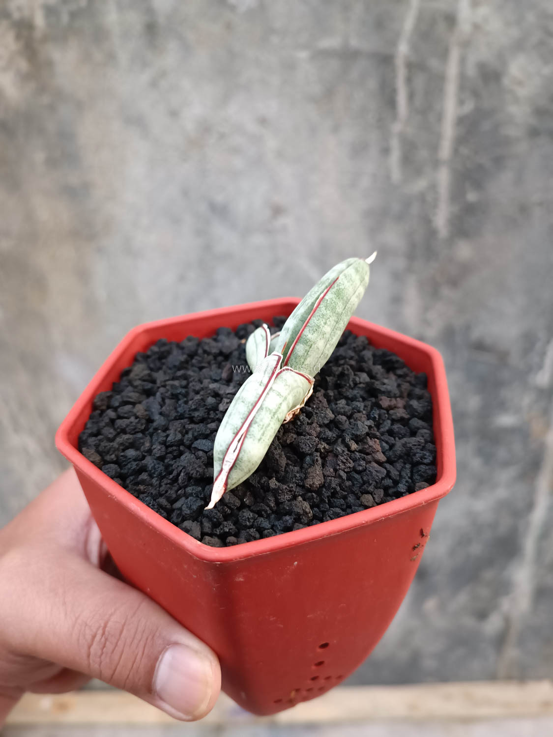 1016. Sansevieria Eilensis - Image 7