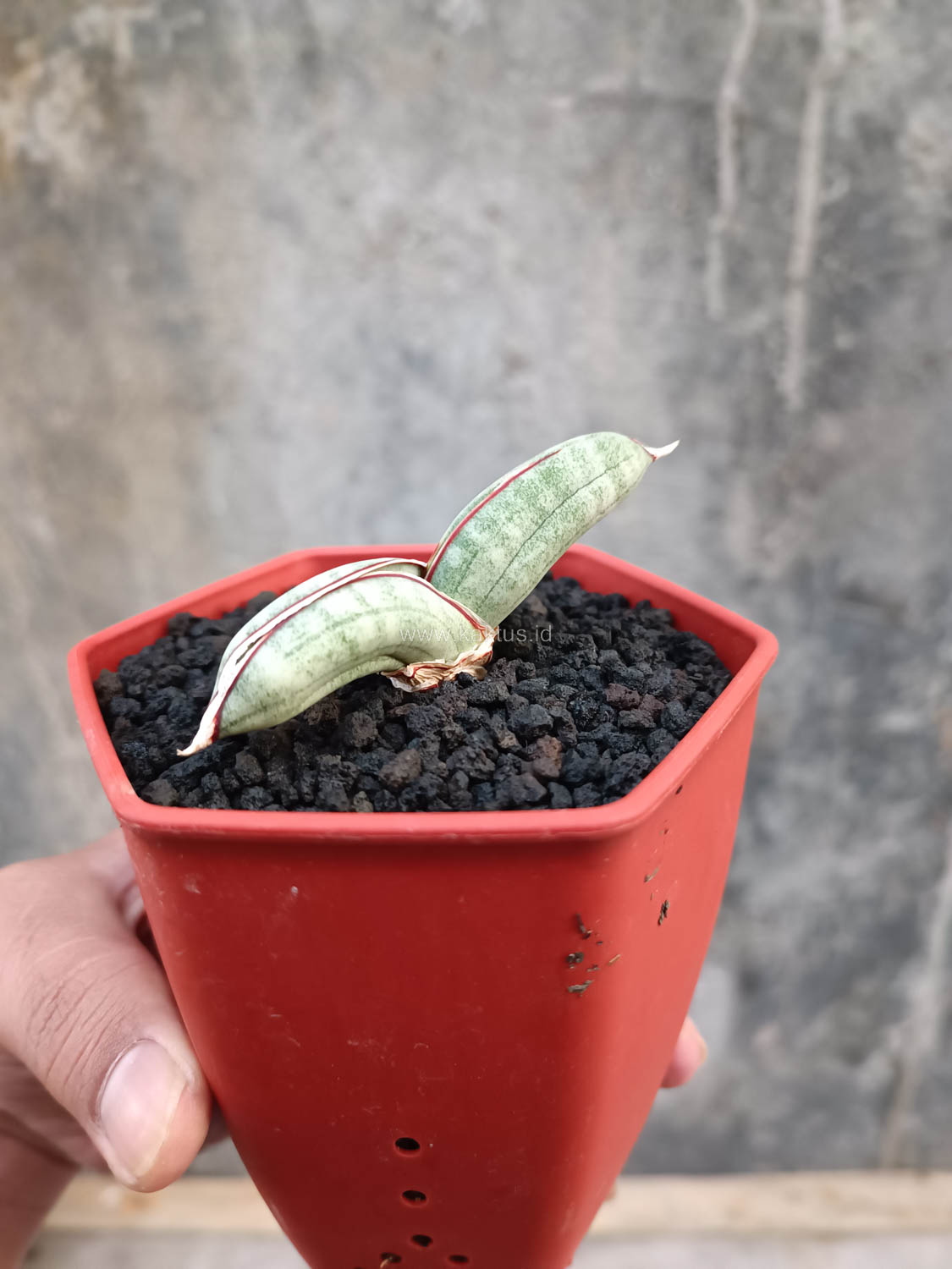 1016. Sansevieria Eilensis - Image 8