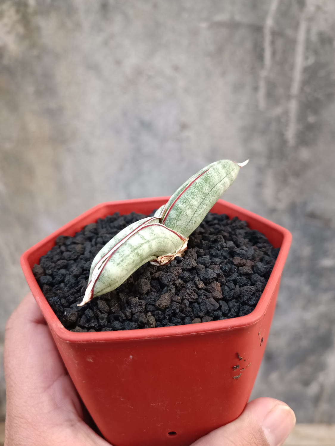 1016. Sansevieria Eilensis - Image 9