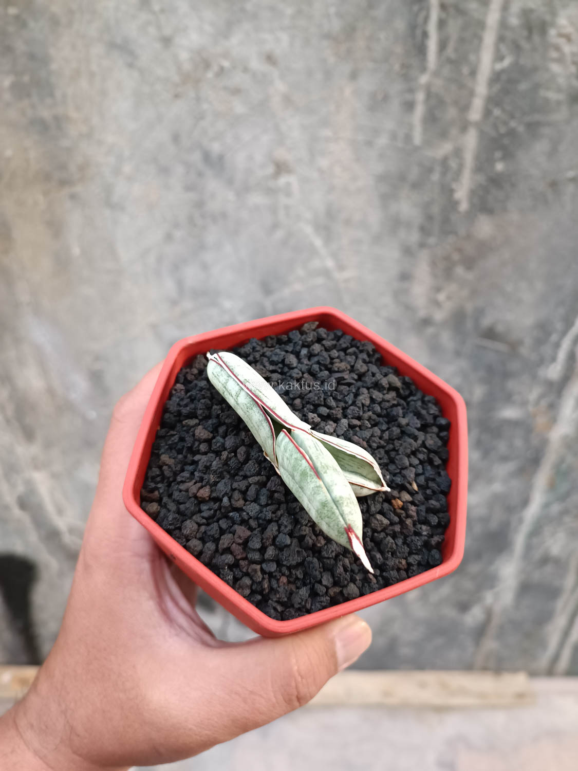 1016. Sansevieria Eilensis - Image 10