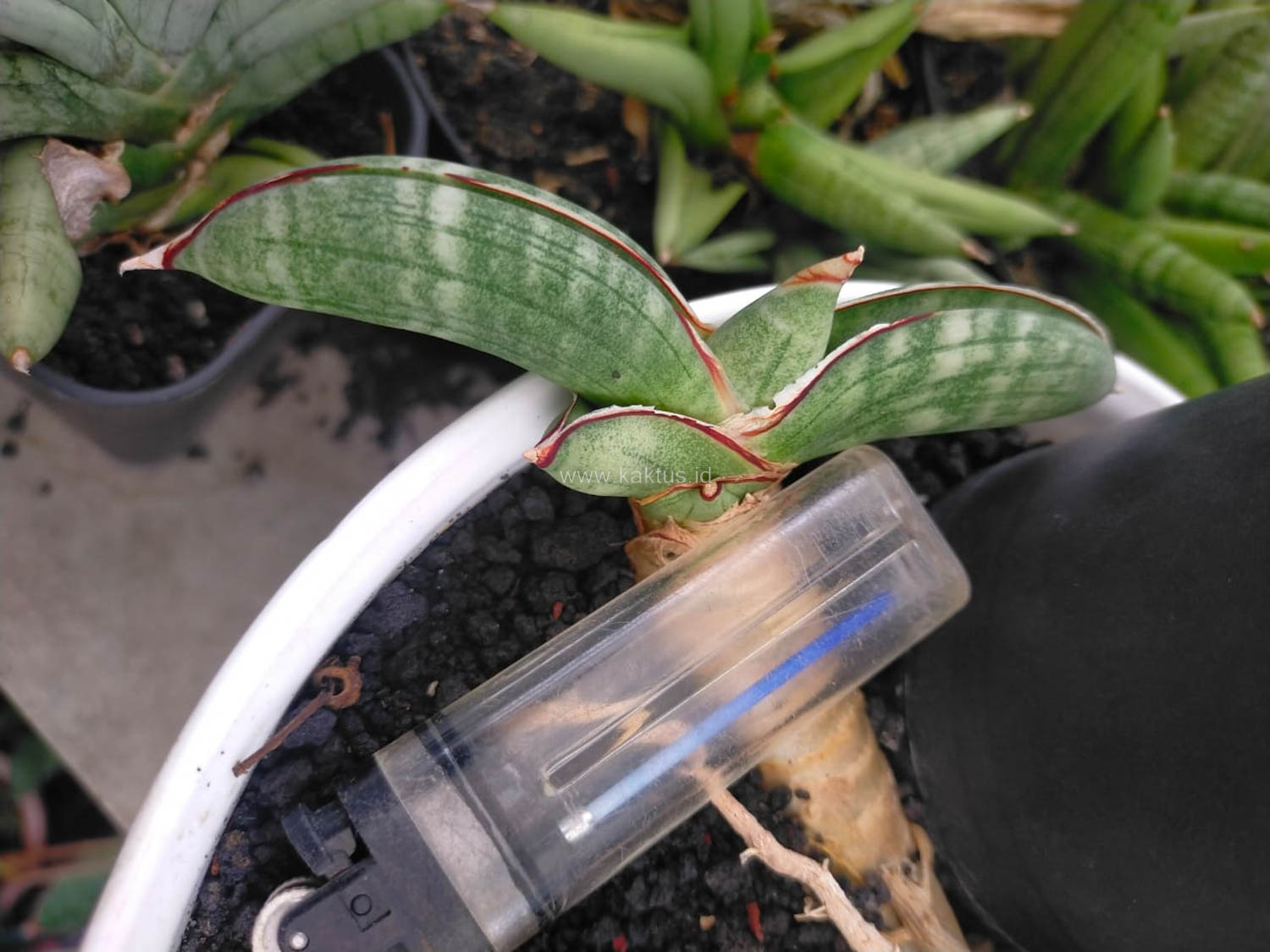 1016. Sansevieria Eilensis - Image 3