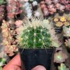 1017. Echinocactus Grusonii / Kroenleinia Grusonii / Golden Barrel Cactus