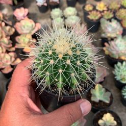 Alternative view of 1017. Echinocactus Grusonii / Kroenleinia Grusonii / Golden Barrel Cactus