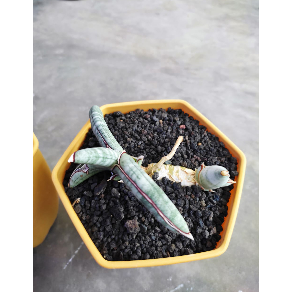 1018. Sansevieria Eilensis with baby - Image 2