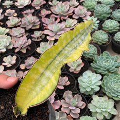 Alternative view of 1019. Sansevieria Kirkii Coral Blue Variegated