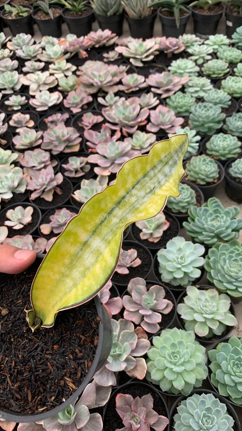 1019. Sansevieria Kirkii Coral Blue Variegated - Image 2