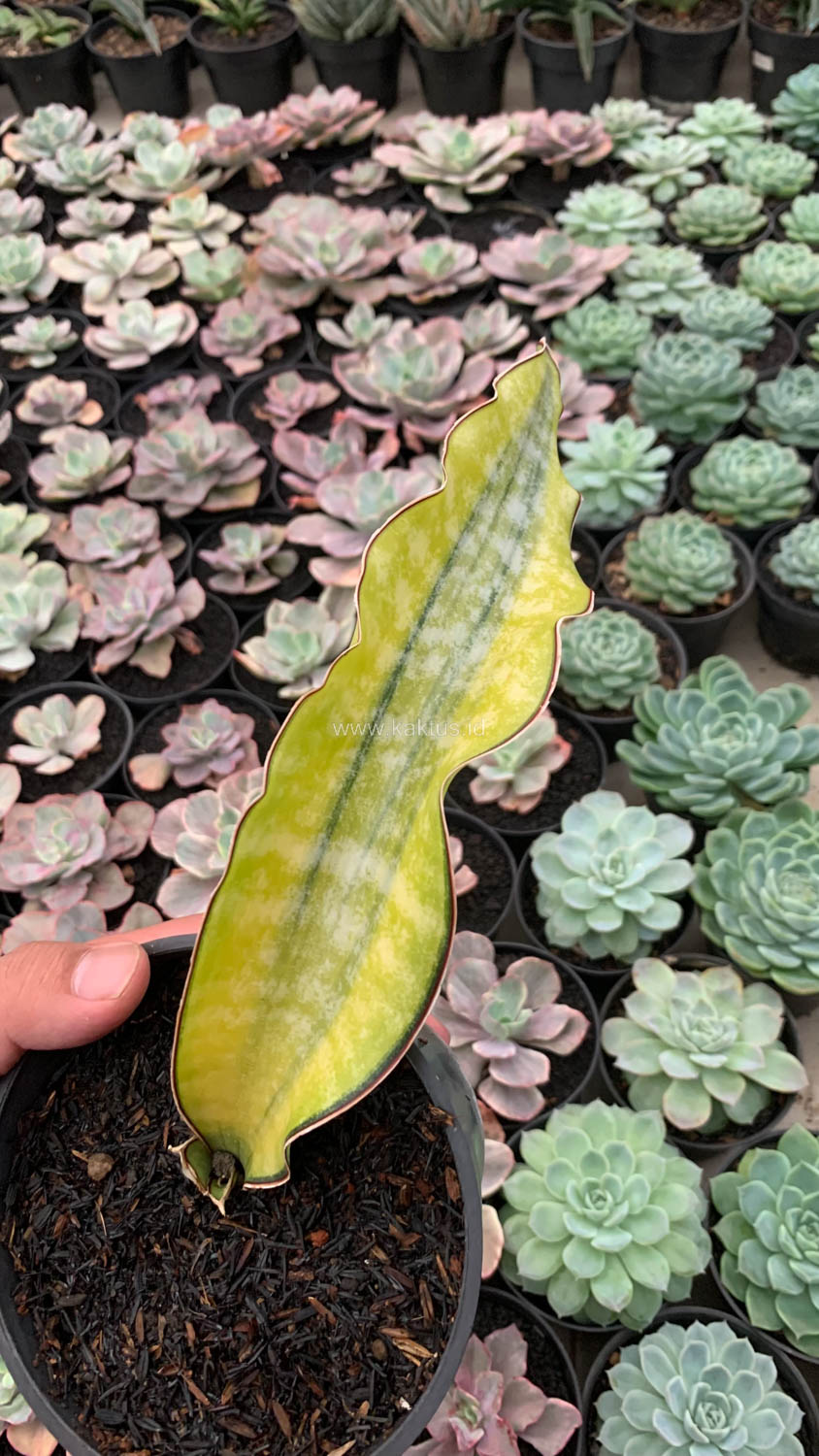 1019. Sansevieria Kirkii Coral Blue Variegated - Image 11