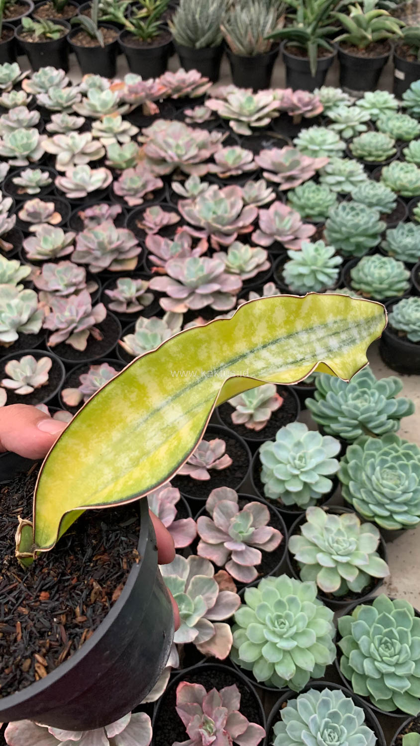 1019. Sansevieria Kirkii Coral Blue Variegated - Image 14