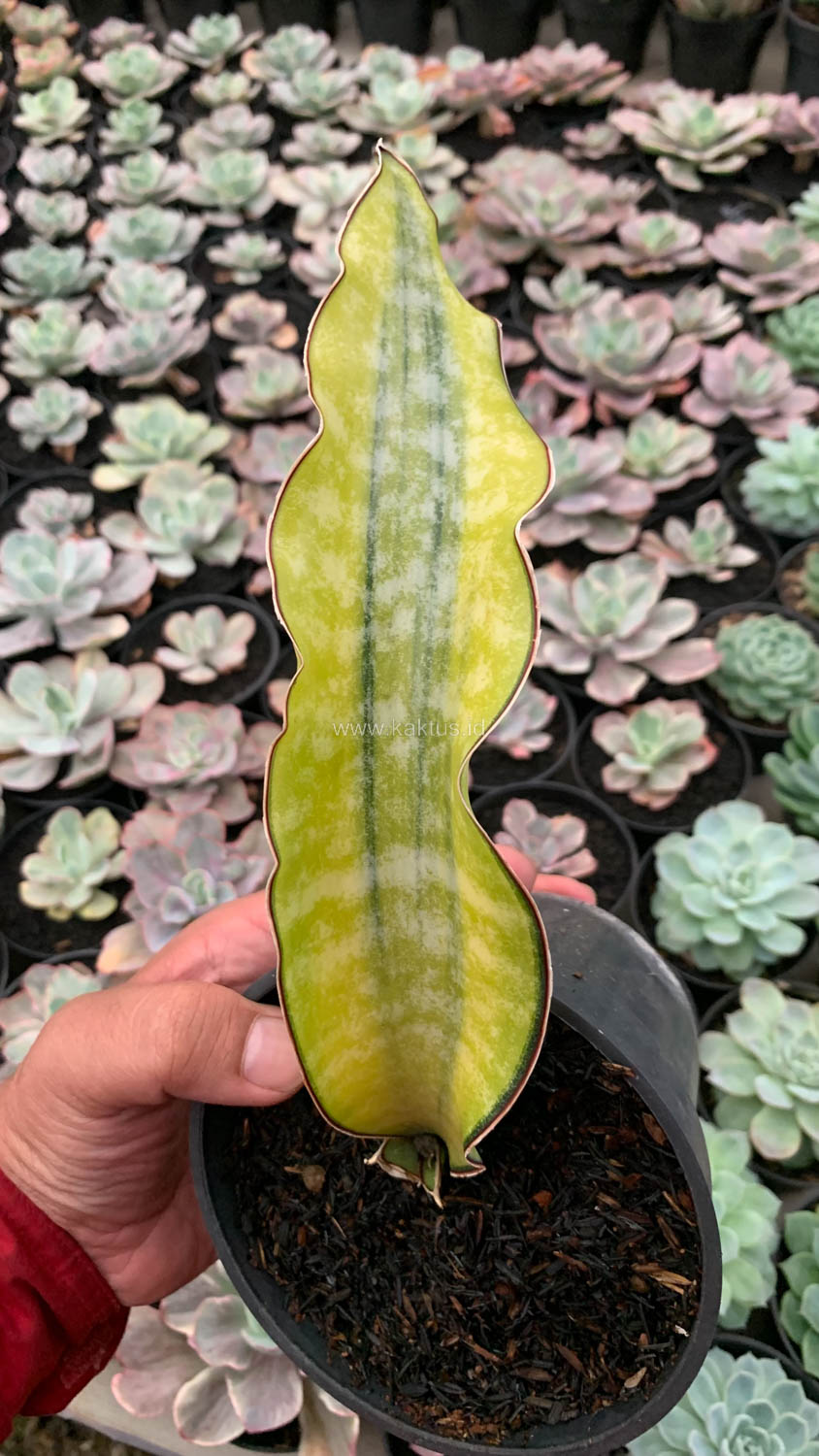 1019. Sansevieria Kirkii Coral Blue Variegated - Image 16