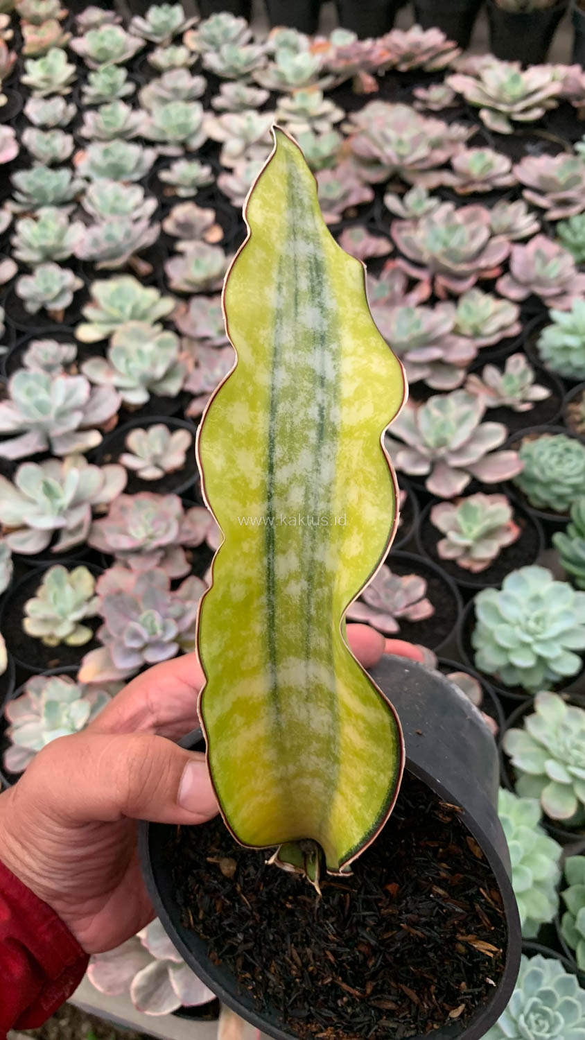1019. Sansevieria Kirkii Coral Blue Variegated - Image 17