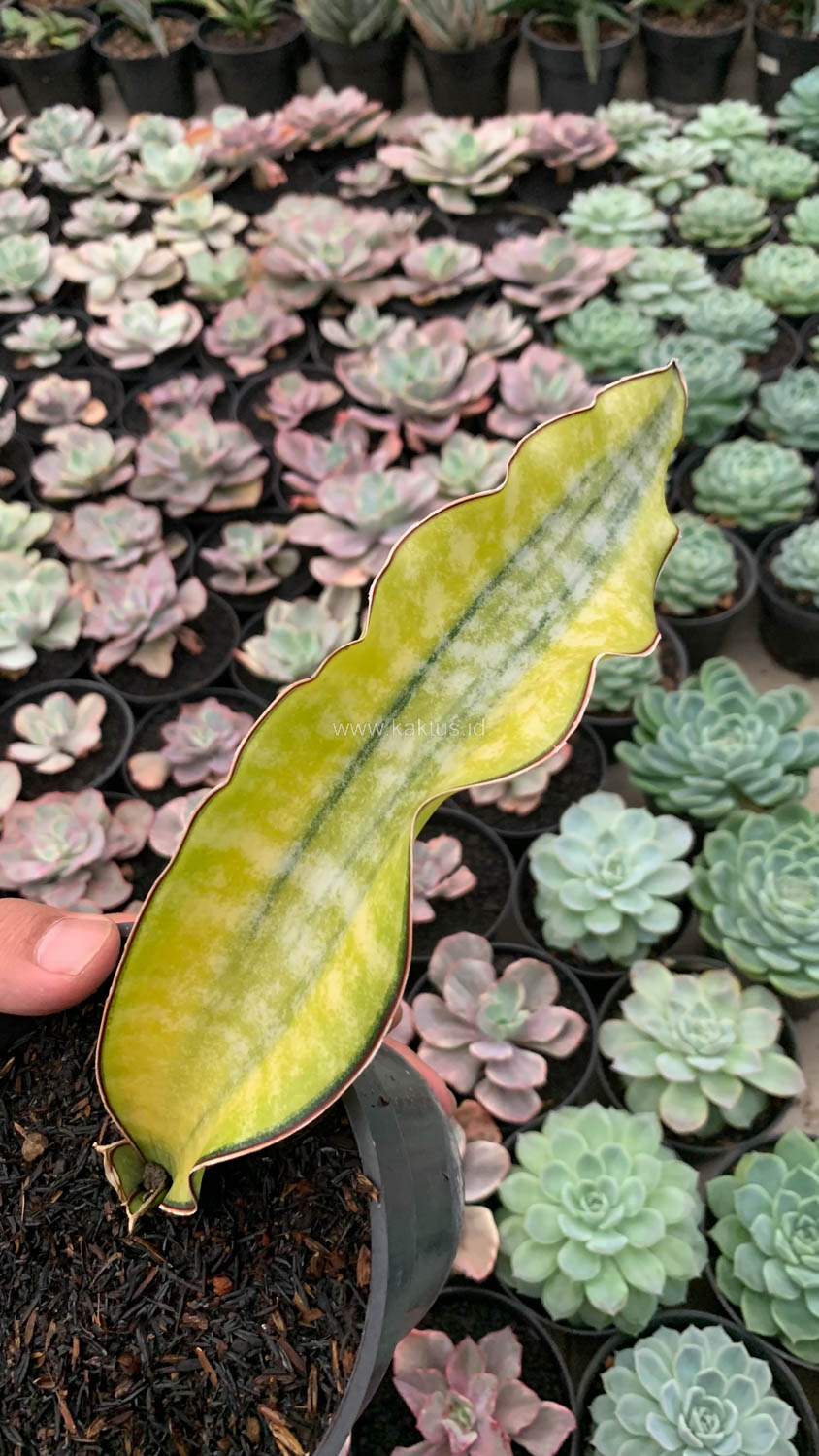 1019. Sansevieria Kirkii Coral Blue Variegated - Image 5