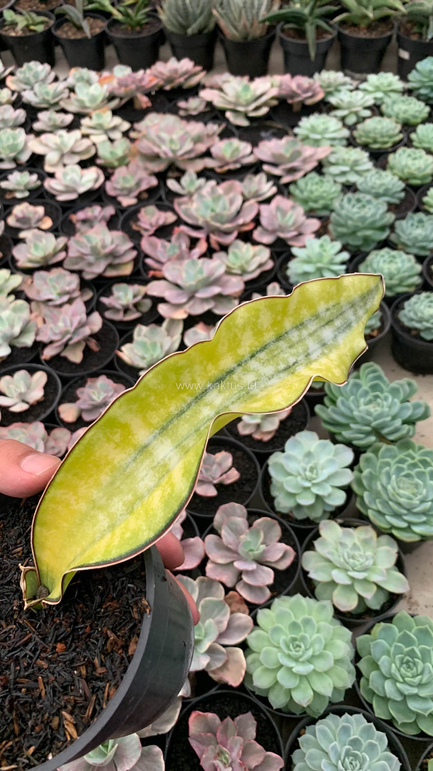 1019. Sansevieria Kirkii Coral Blue Variegated - Image 3