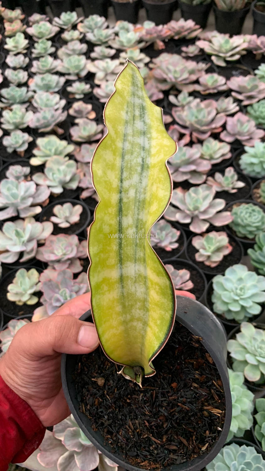 1019. Sansevieria Kirkii Coral Blue Variegated - Image 7