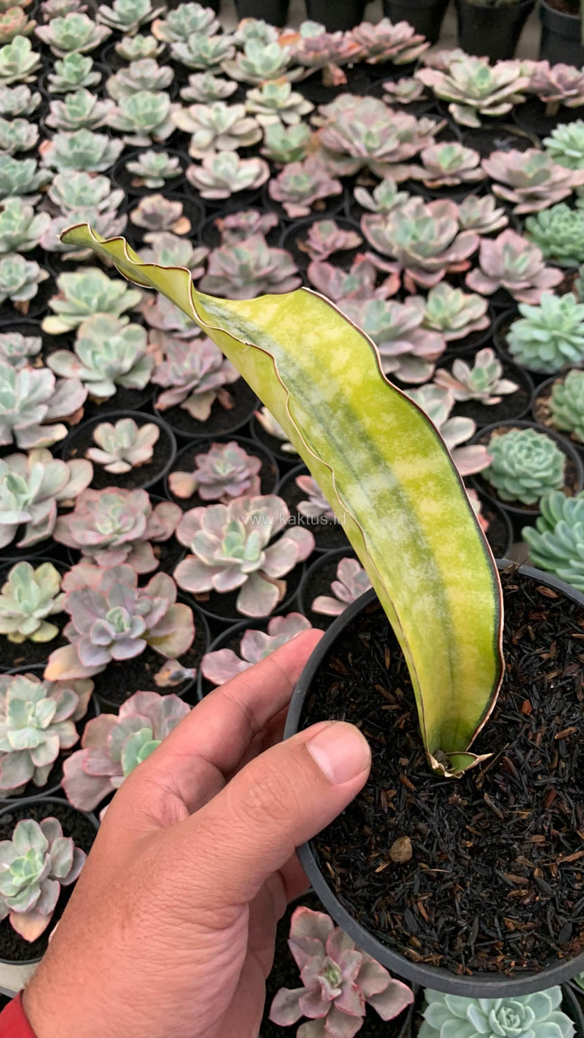 1019. Sansevieria Kirkii Coral Blue Variegated - Image 9