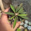 102. Euphorbia Cylindrifolia Tuberifera