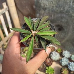 Alternative view of 102. Euphorbia Cylindrifolia Tuberifera