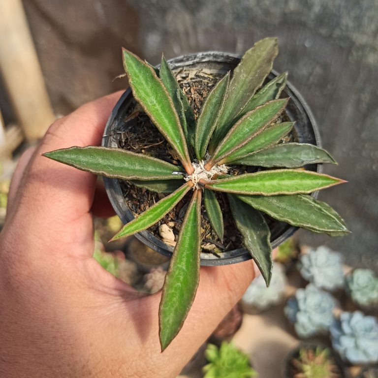 102. Euphorbia Cylindrifolia Tuberifera