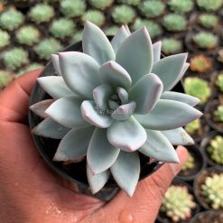 Alternative view of 1020. Pachyveria Symonoasa