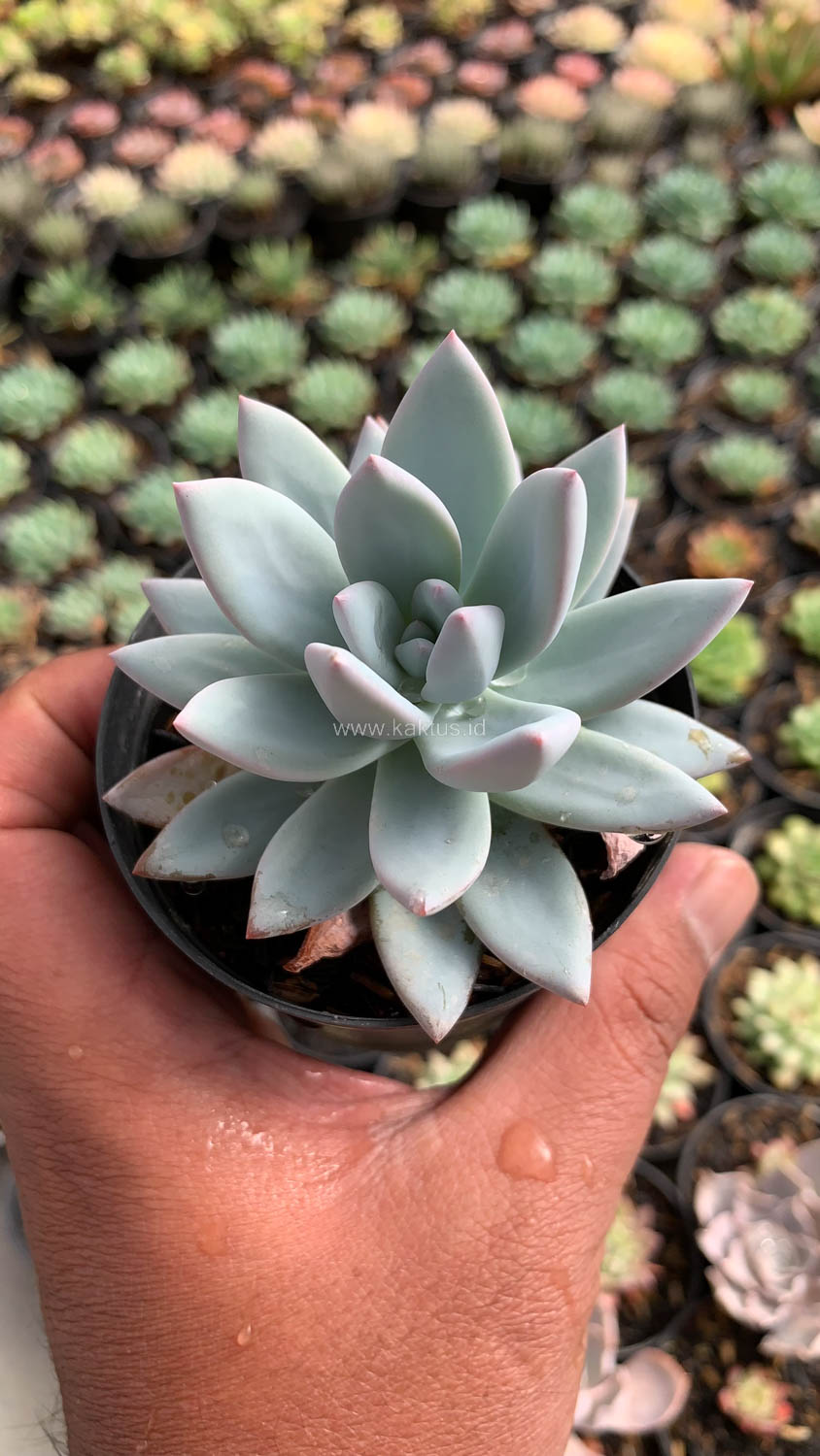 1020. Pachyveria Symonoasa - Image 3