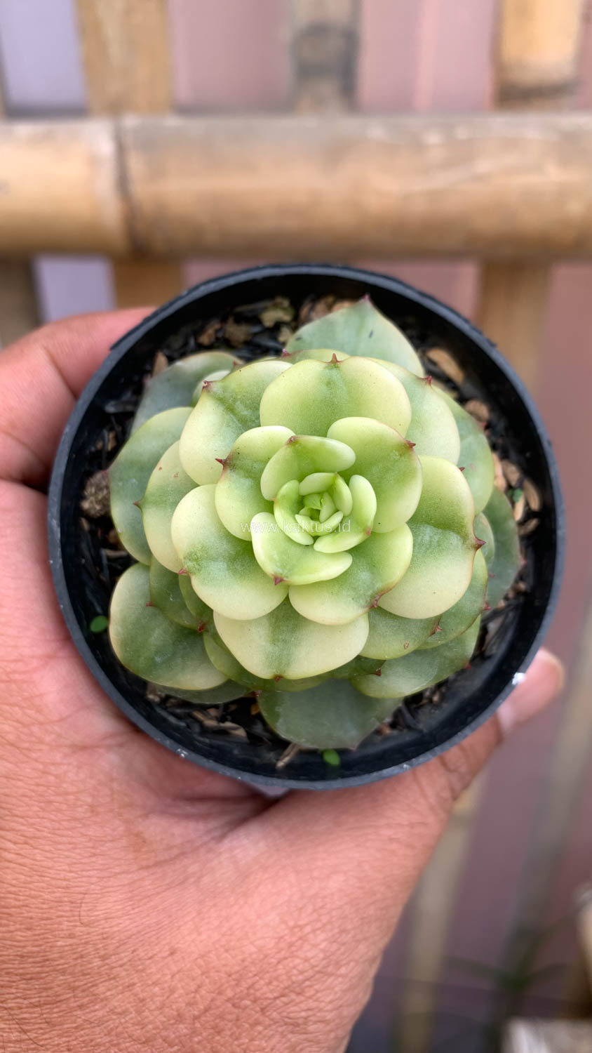 1022. Graptoveria Rolli Variegated - Image 11