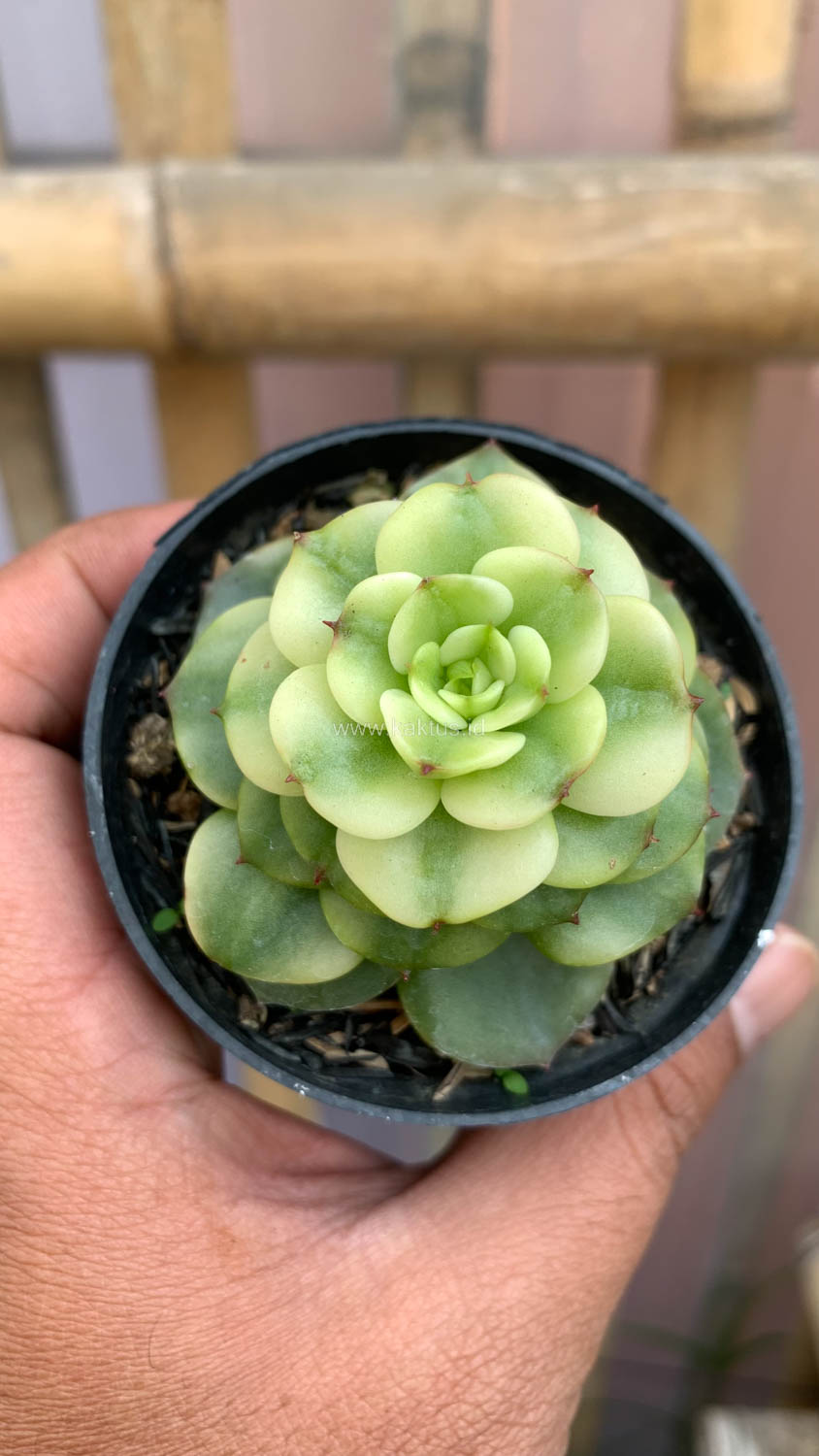 1022. Graptoveria Rolli Variegated - Image 12
