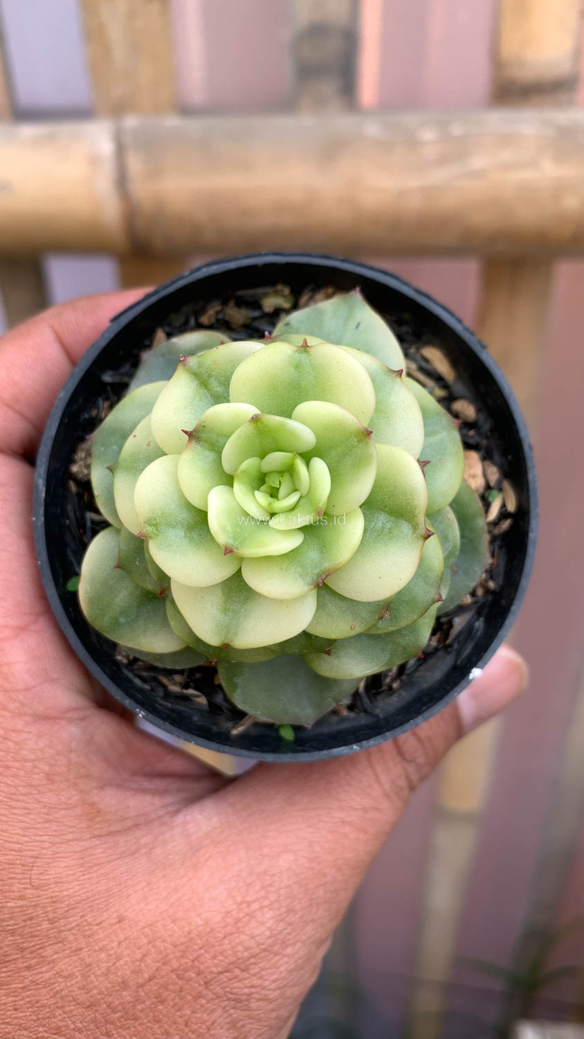 1022. Graptoveria Rolli Variegated - Image 13