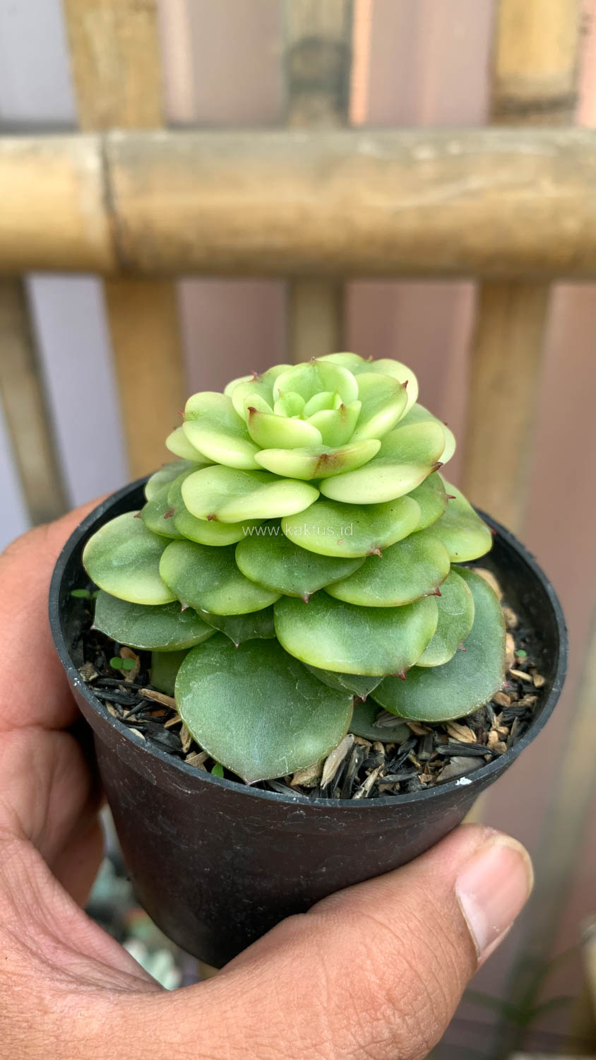 1022. Graptoveria Rolli Variegated - Image 14