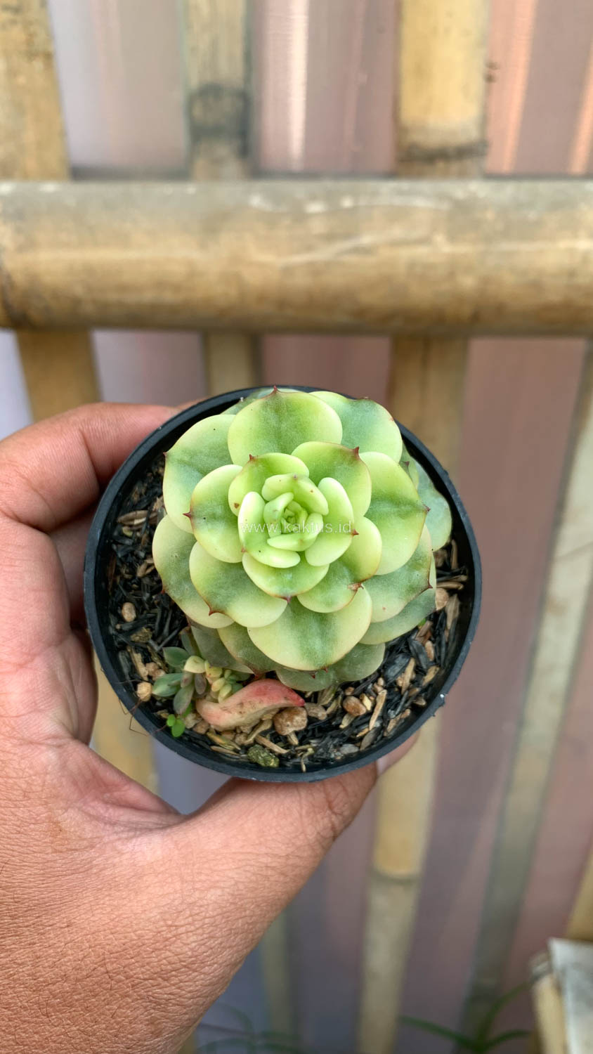 1022. Graptoveria Rolli Variegated - Image 4