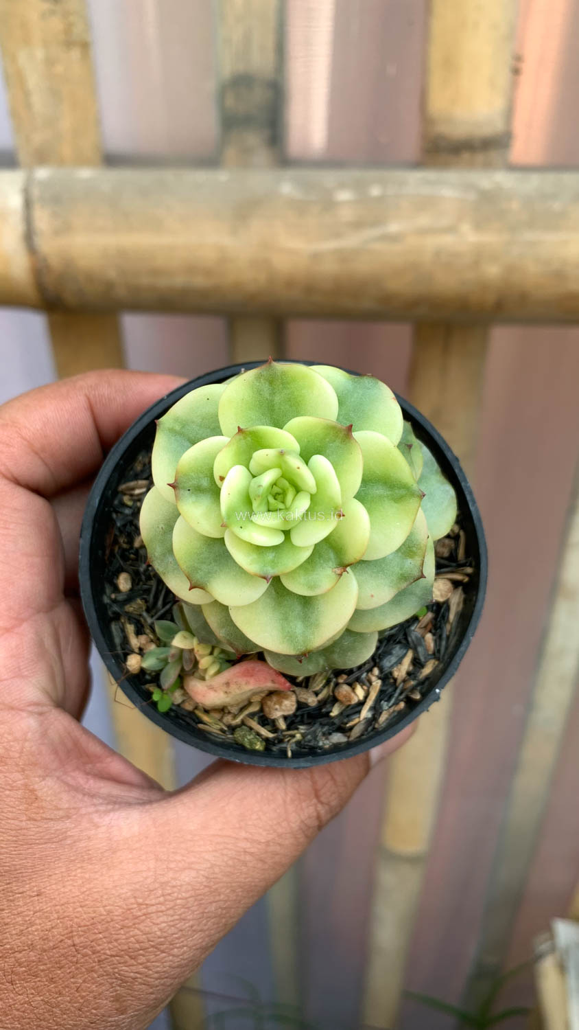 1022. Graptoveria Rolli Variegated - Image 5