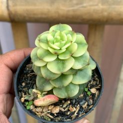 Alternative view of 1022. Graptoveria Rolli Variegated