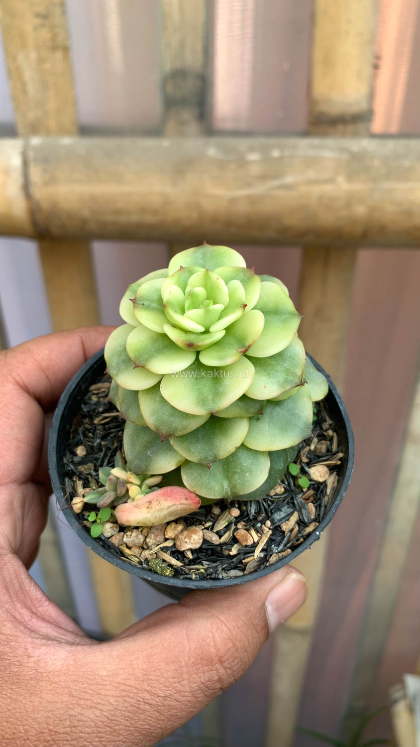 1022. Graptoveria Rolli Variegated - Image 2
