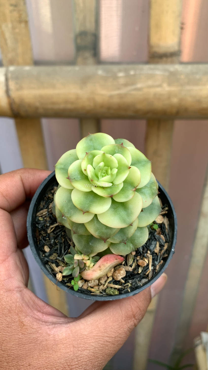 1022. Graptoveria Rolli Variegated - Image 6