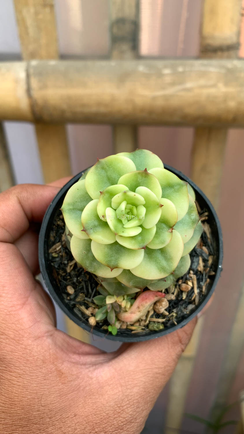 1022. Graptoveria Rolli Variegated - Image 7
