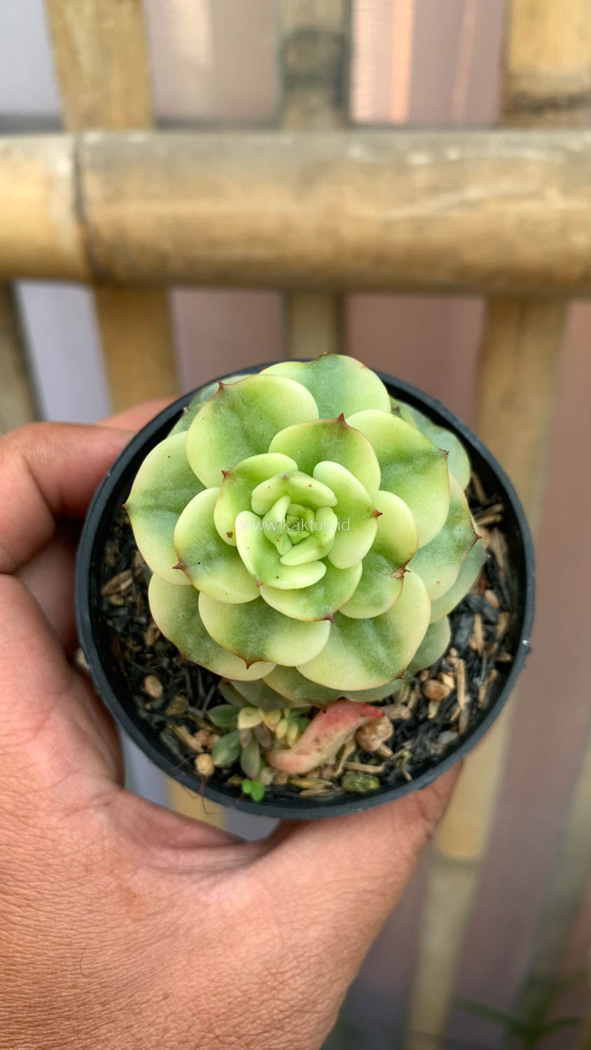 1022. Graptoveria Rolli Variegated - Image 8