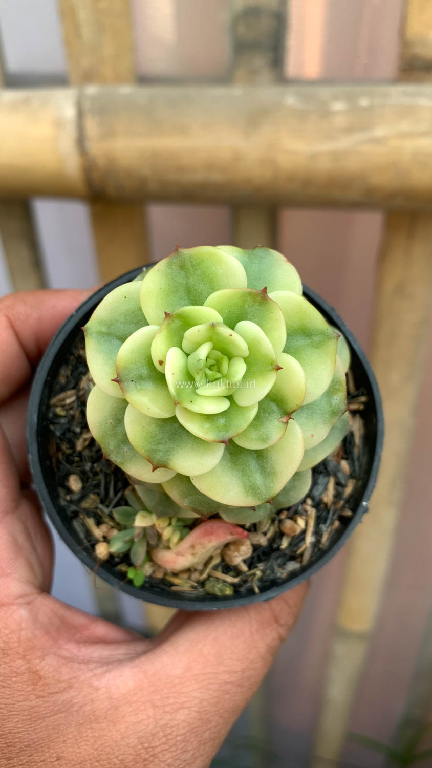 1022. Graptoveria Rolli Variegated - Image 9