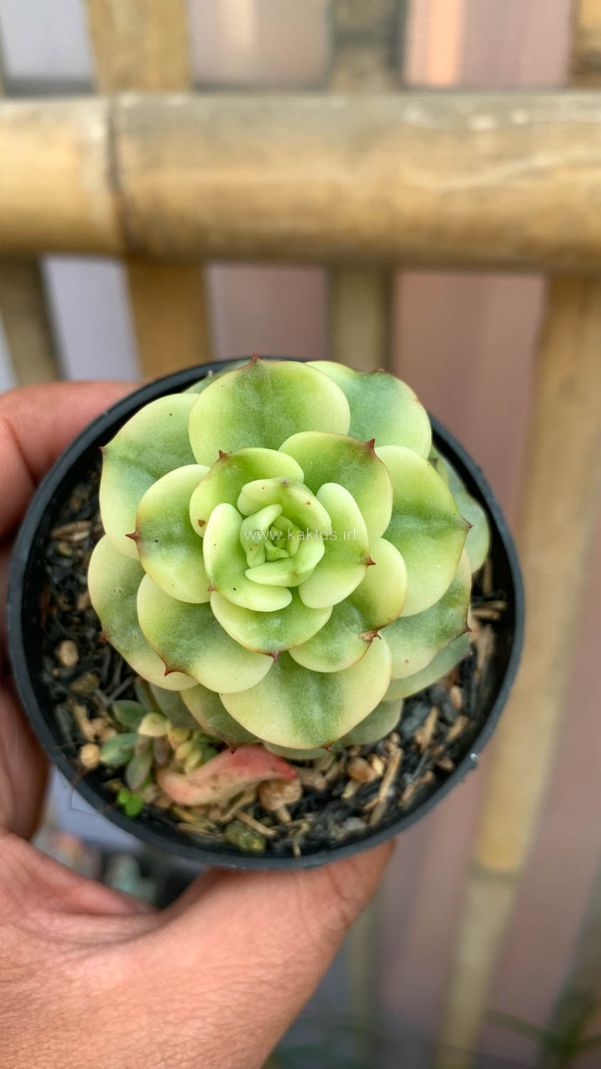 1022. Graptoveria Rolli Variegated - Image 10