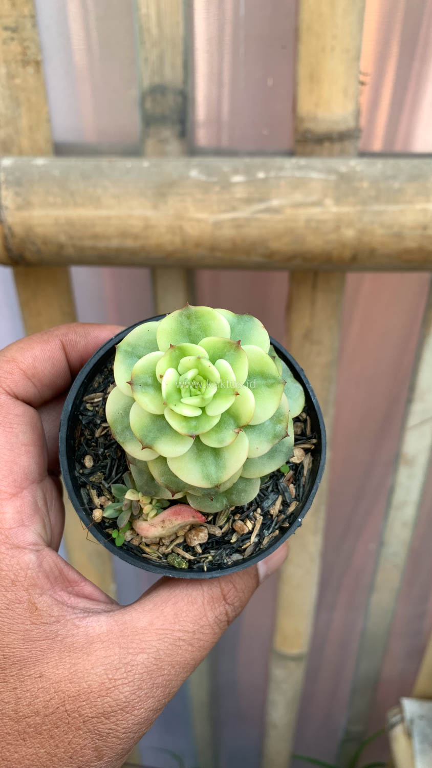 1022. Graptoveria Rolli Variegated - Image 3
