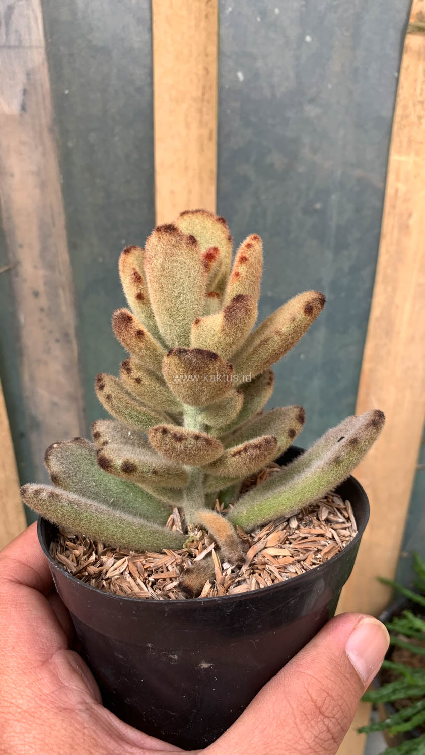 1023. Kalanchoe Teddy Bear - Image 11