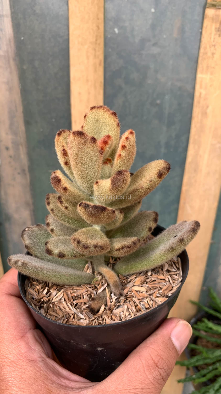 1023. Kalanchoe Teddy Bear - Image 12