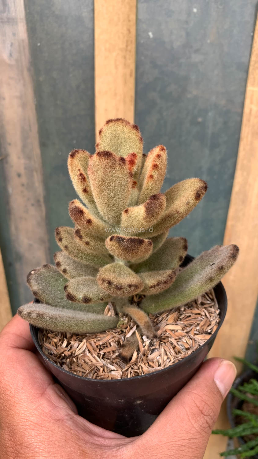 1023. Kalanchoe Teddy Bear - Image 13