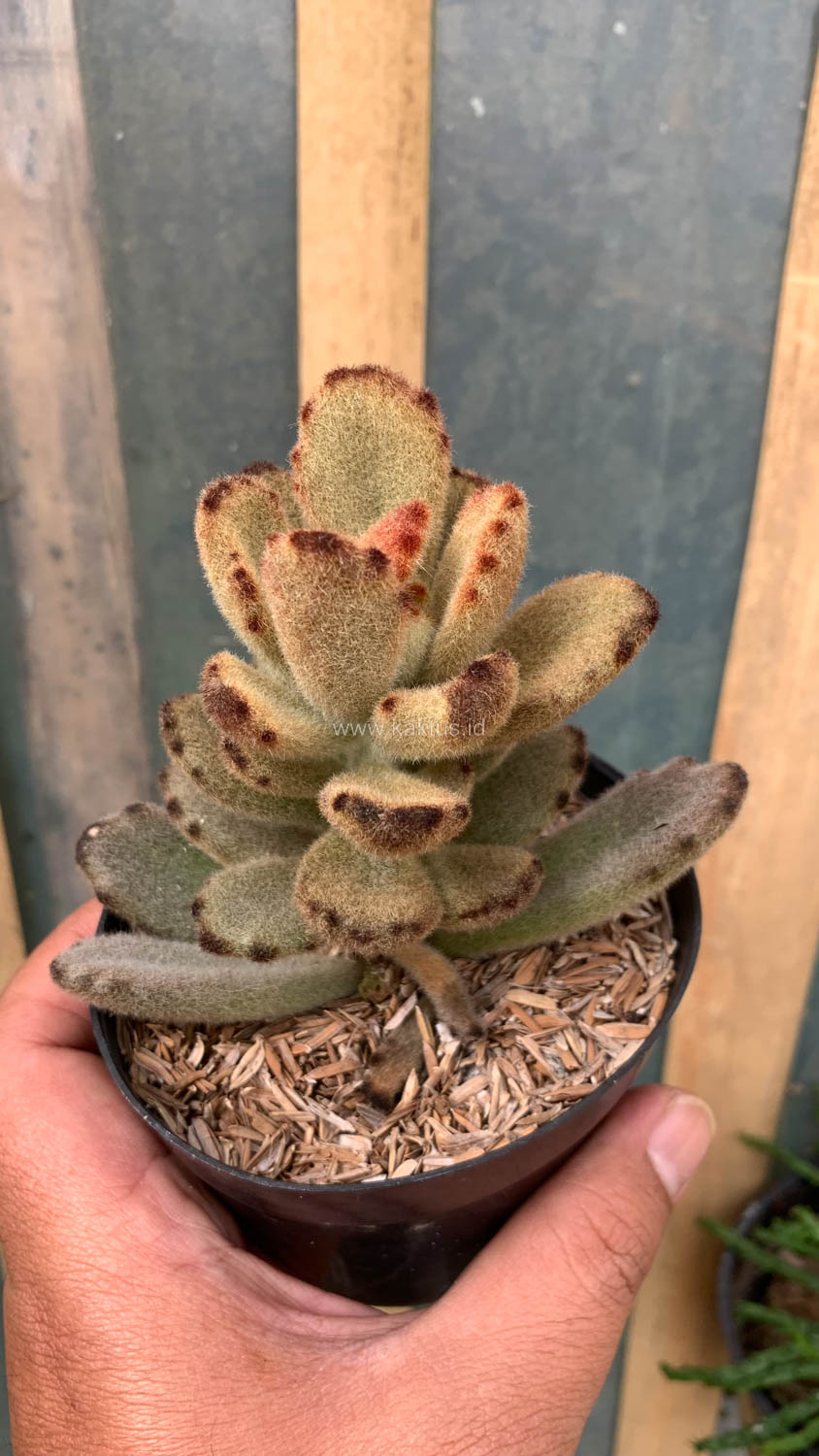 1023. Kalanchoe Teddy Bear - Image 14