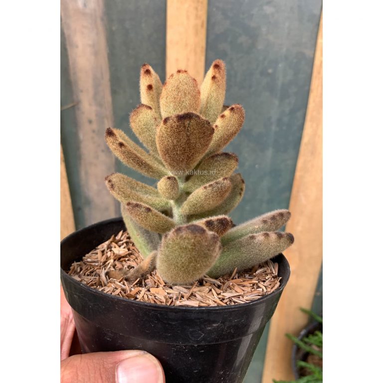 1023. Kalanchoe Teddy Bear