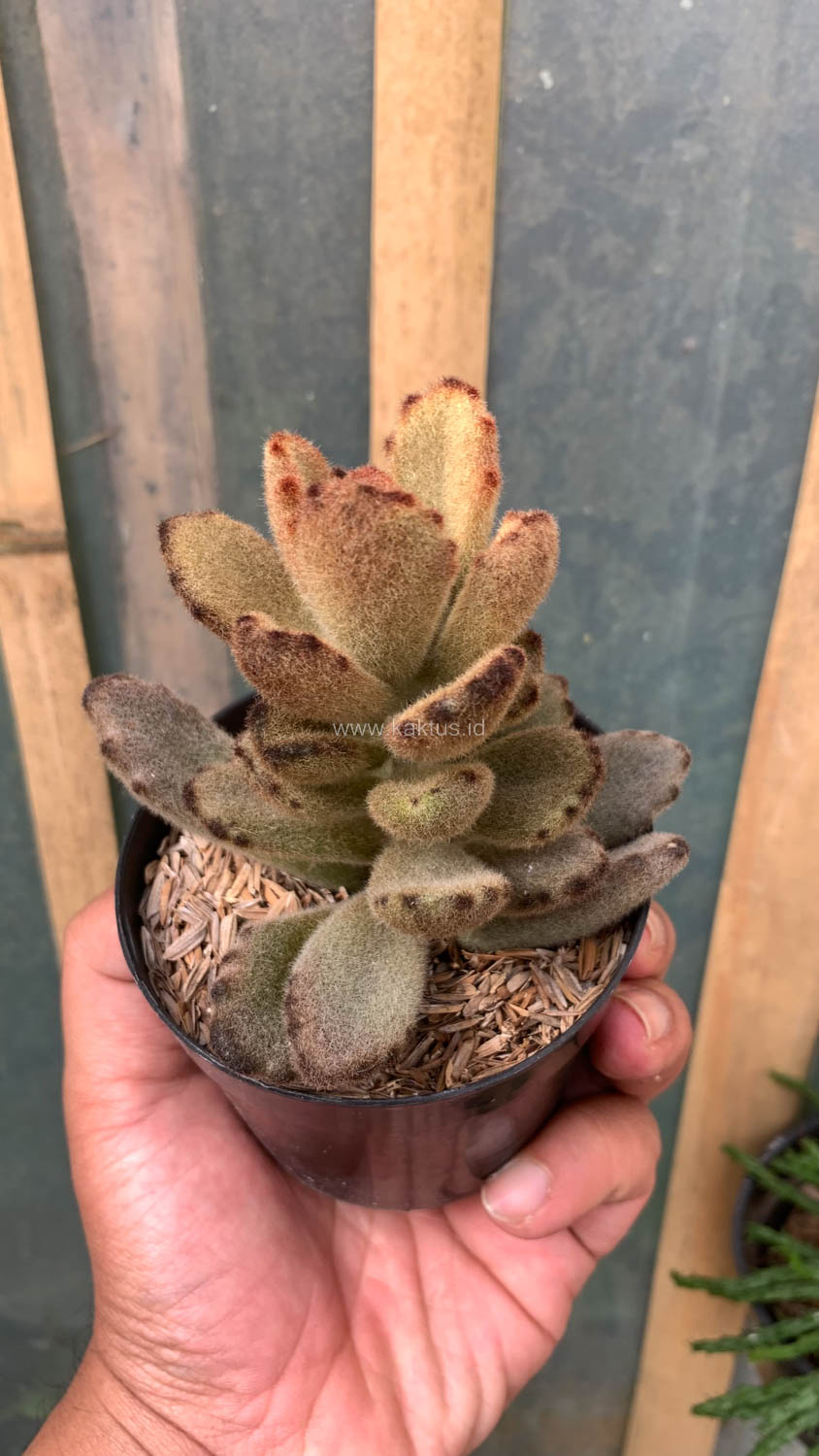 1023. Kalanchoe Teddy Bear - Image 15