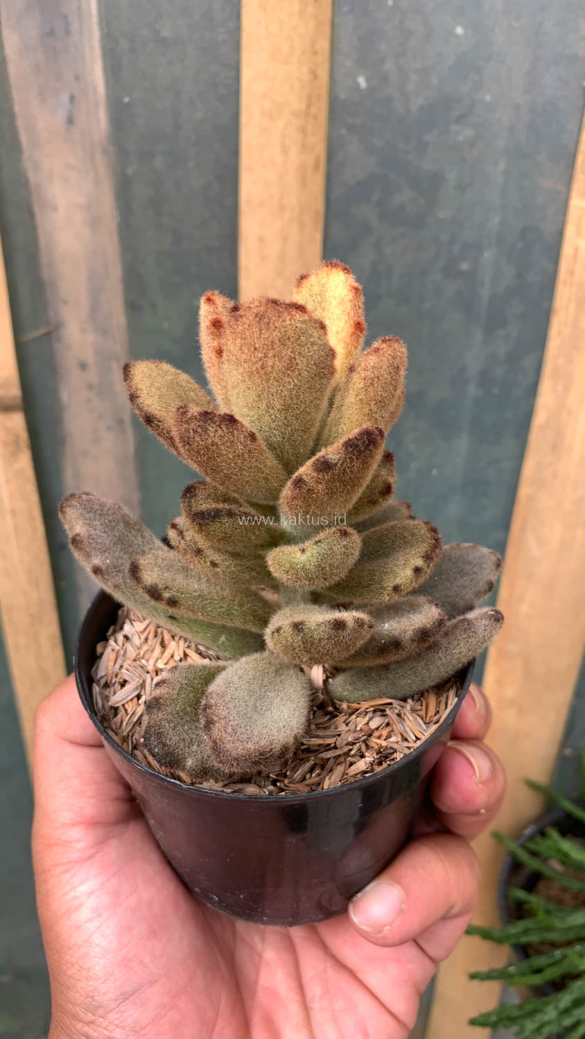 1023. Kalanchoe Teddy Bear - Image 16