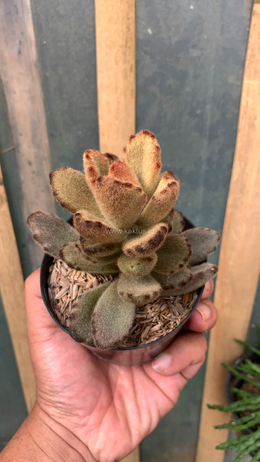 1023. Kalanchoe Teddy Bear - Image 18