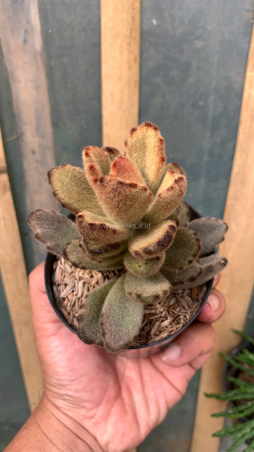 1023. Kalanchoe Teddy Bear - Image 19