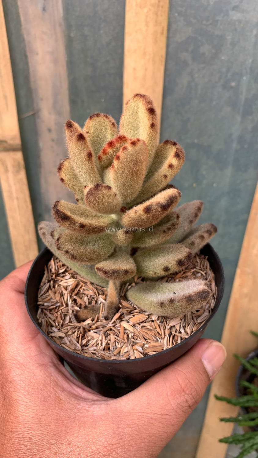 1023. Kalanchoe Teddy Bear - Image 4