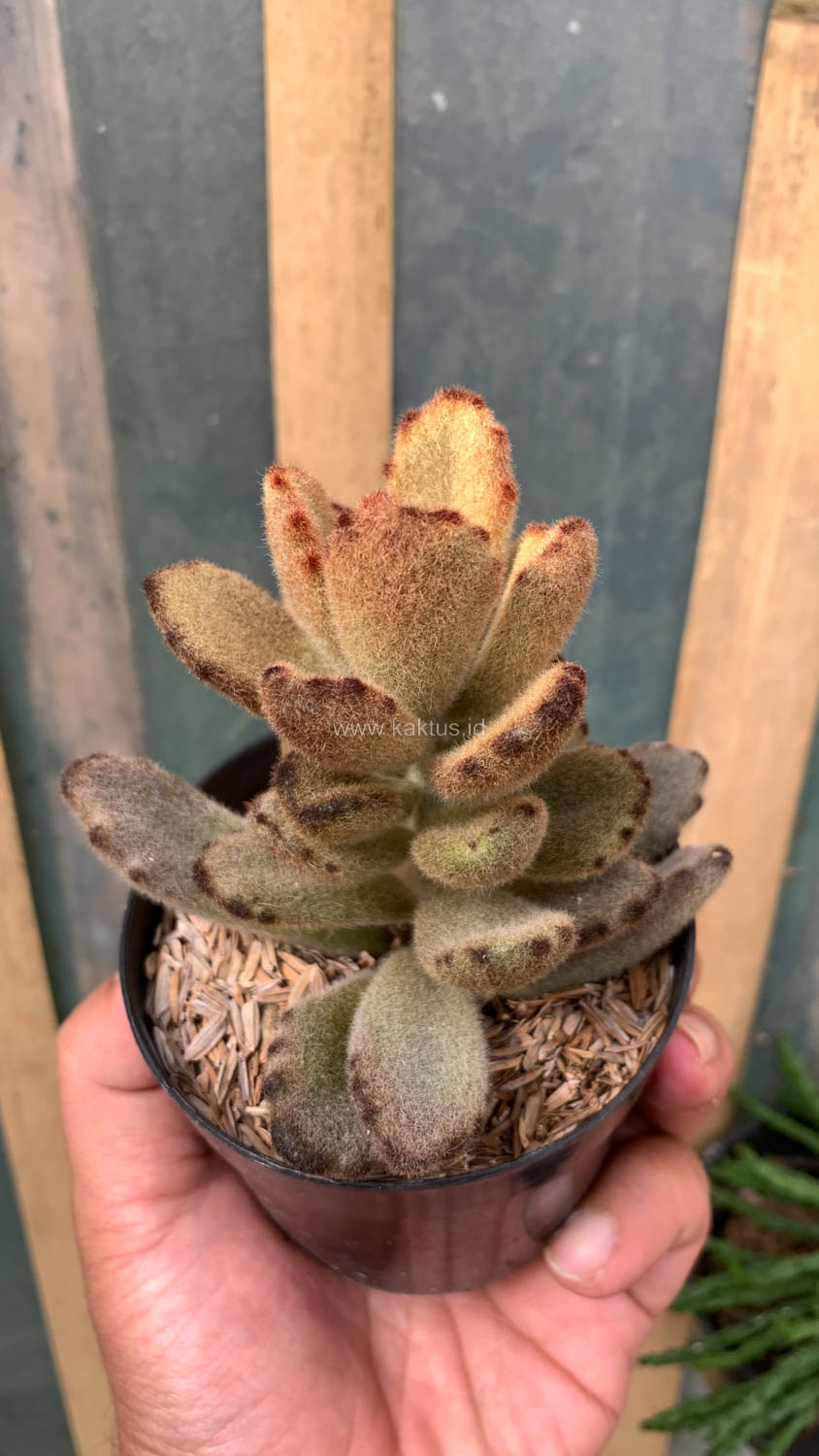 1023. Kalanchoe Teddy Bear - Image 20
